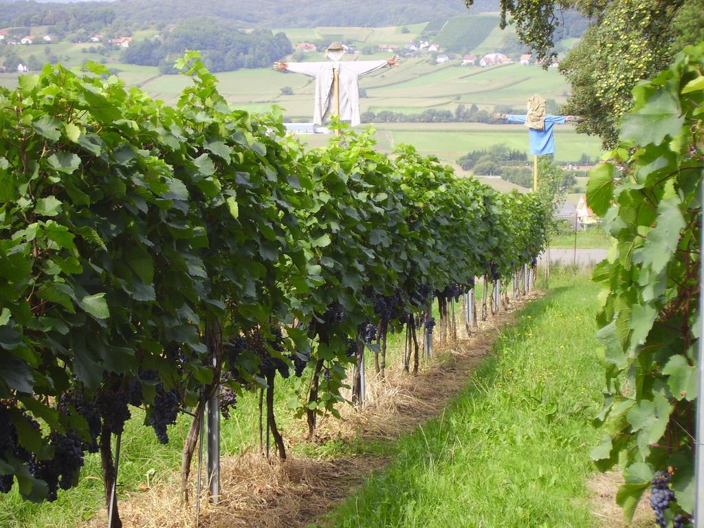 Appartement Weingut Schoberhof Bad Gleichenberg Værelse billede
